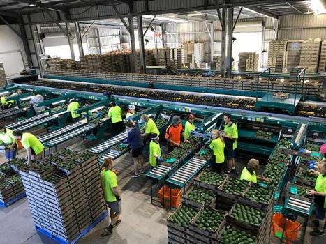 Factory workers processing avocados