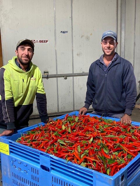 Two men standing next to crate of chillies