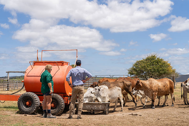 Two men stand at a molasses trough with cattle surrounding them.