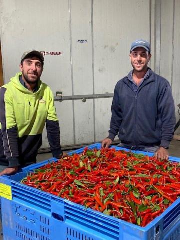 Two men standing next to packing boxes filled with red chillies