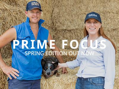 Spring 20205 Prime Focus tile 