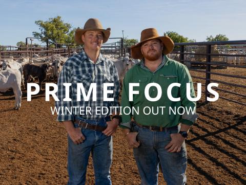 Winter Prime Focus