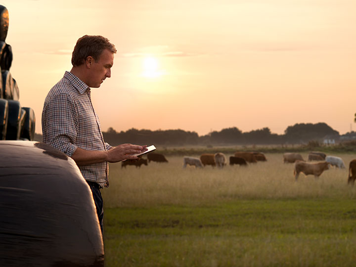 Farmer looking at Ipad on cattle farm