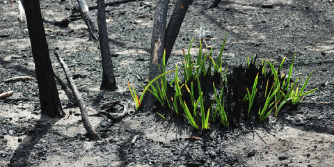 Grass grass growing amongst black ash