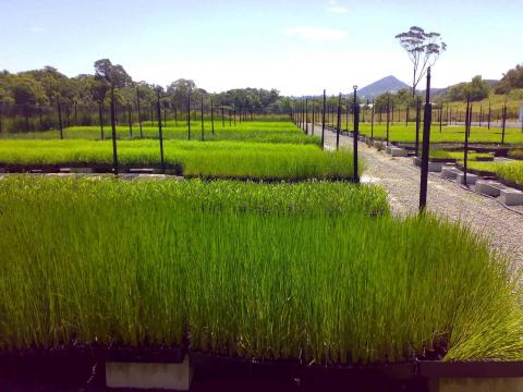 Monocot Nursery