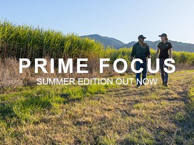 Image of two people walking through a green cane field with the words 'Prime Focus, Summer edition out now' over the top in white letters.