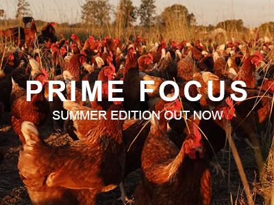 Chickens roam freely amongst grass in a paddock. Words on the image read 'Prime Focus, Summer edition out now'.